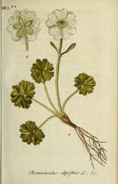 Image of alpine buttercup