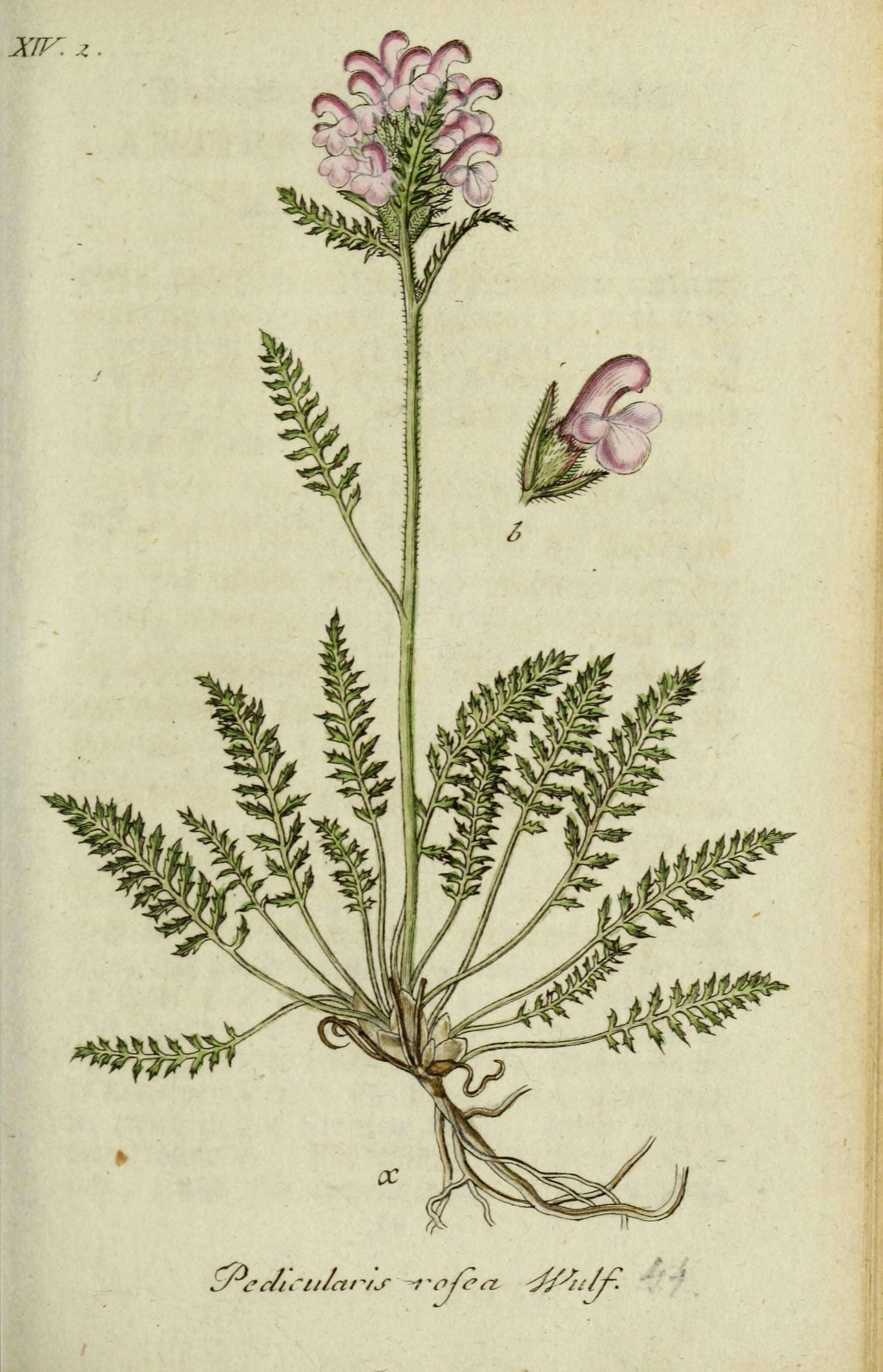 Image of pink lousewort