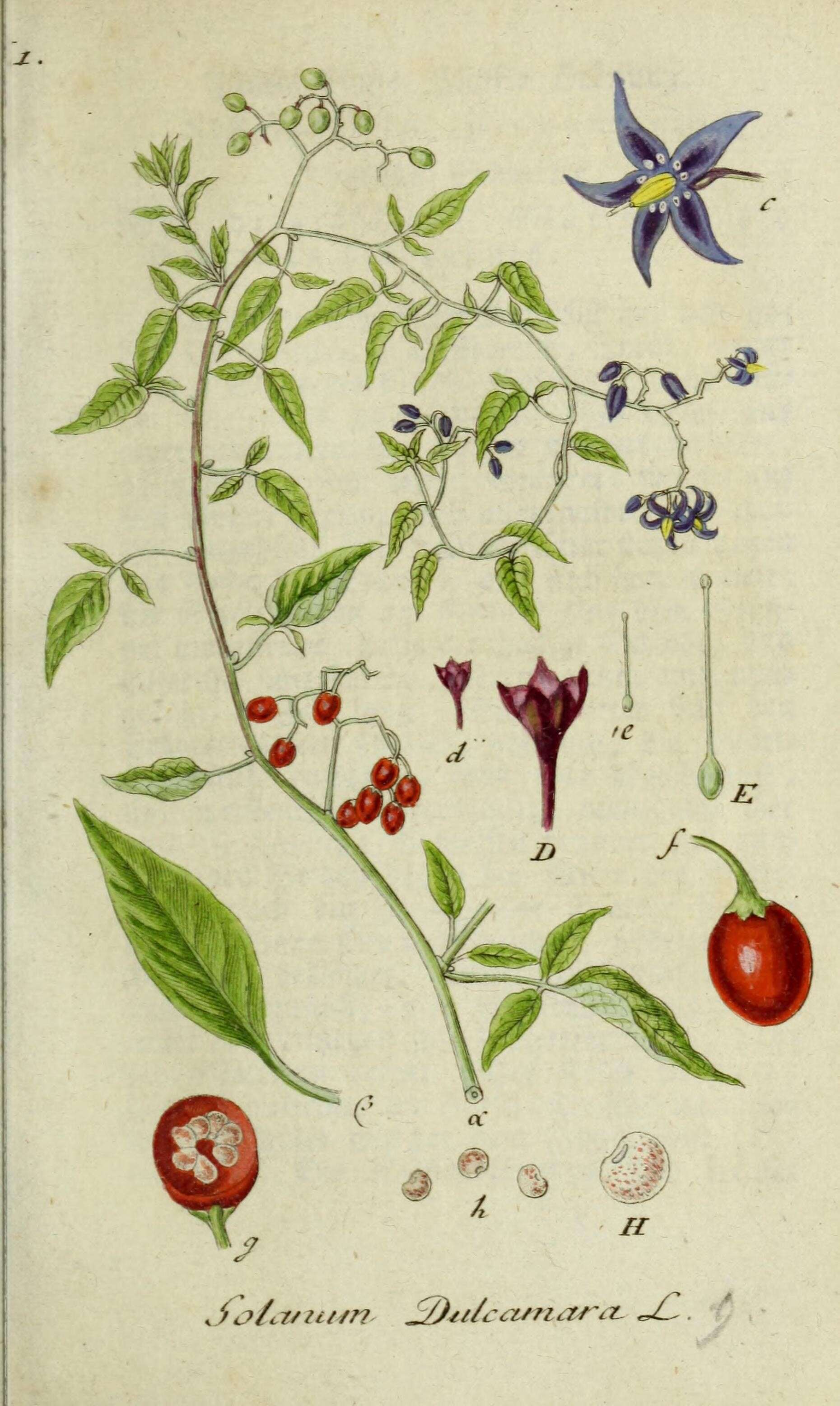 Image of bittersweet, woody nightshade