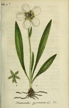 Image of Ranunculus pyrenaeus L.