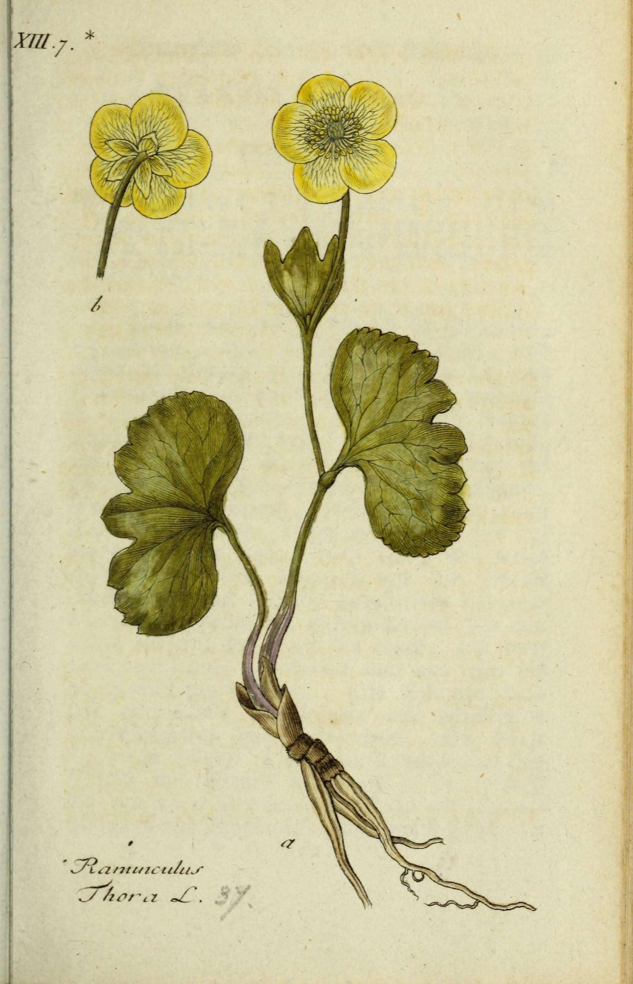 Image de Ranunculus thora L.