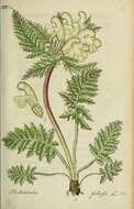 Pedicularis foliosa L. resmi