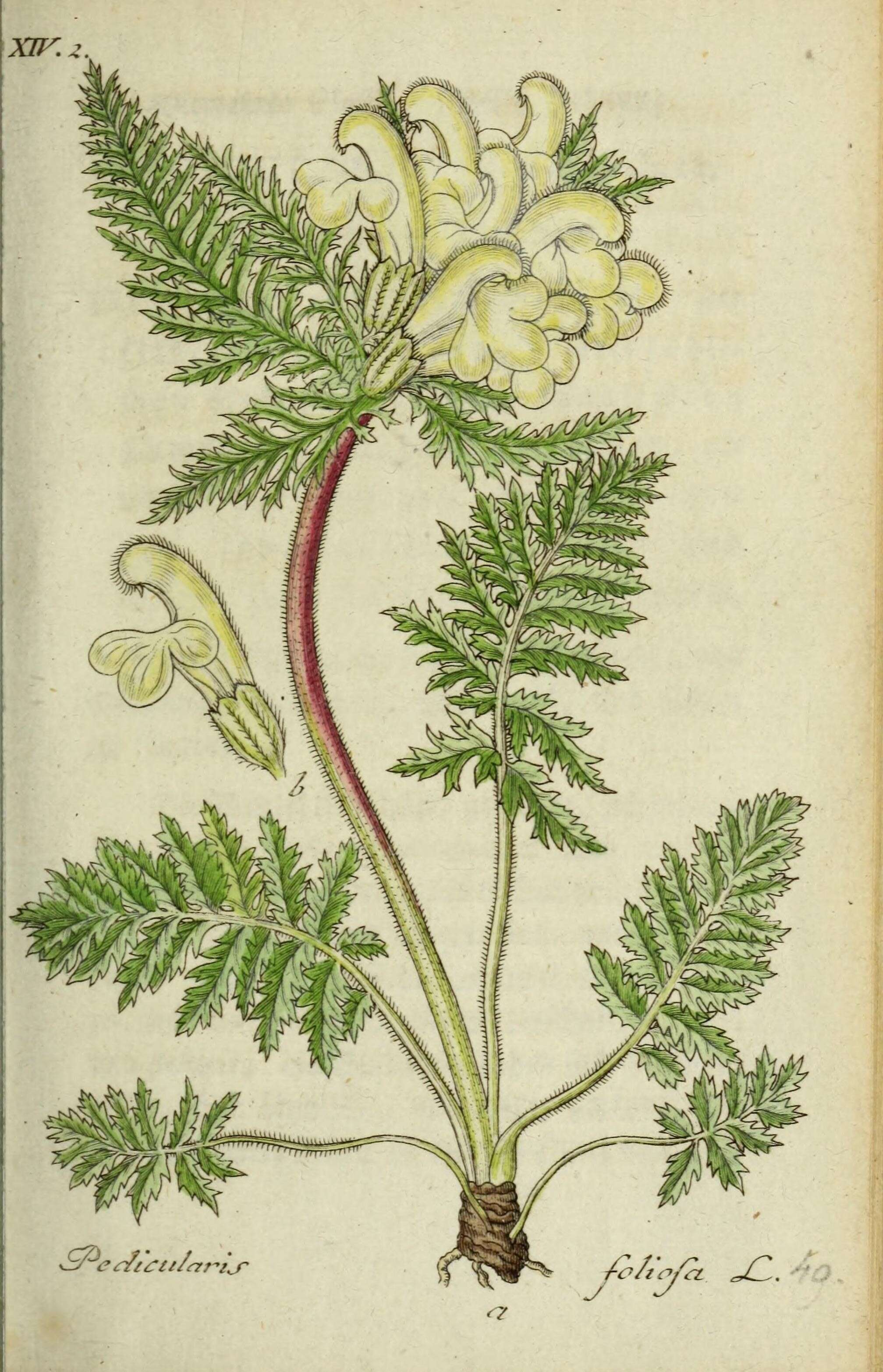 Image of Leafy Lousewort