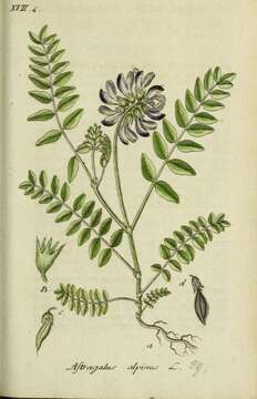 Image of alpine milkvetch