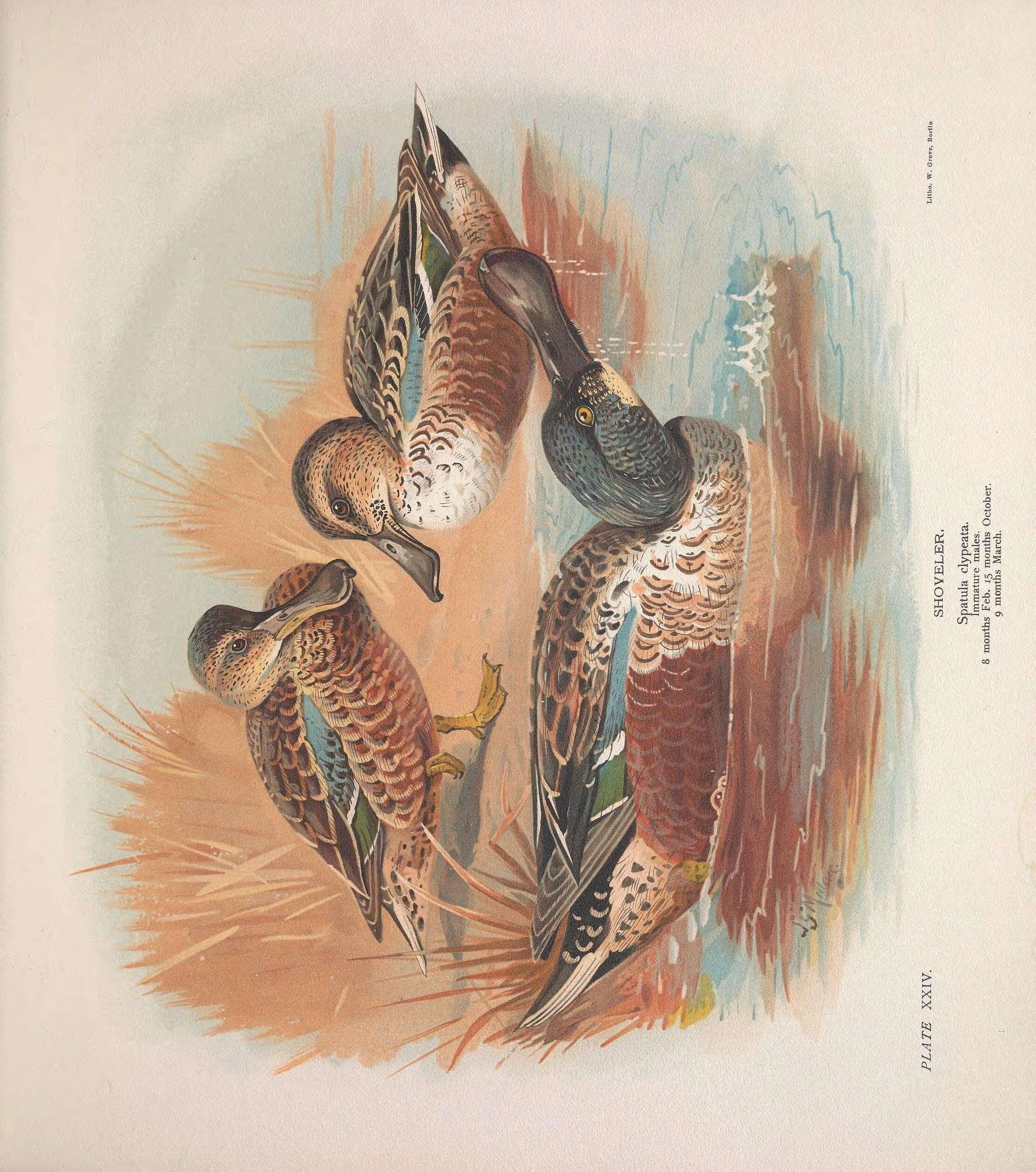 Image of Blue-winged teal