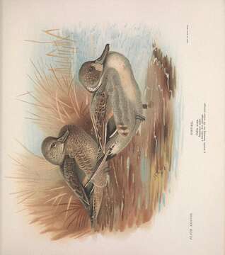 Image of pintail, northern pintail