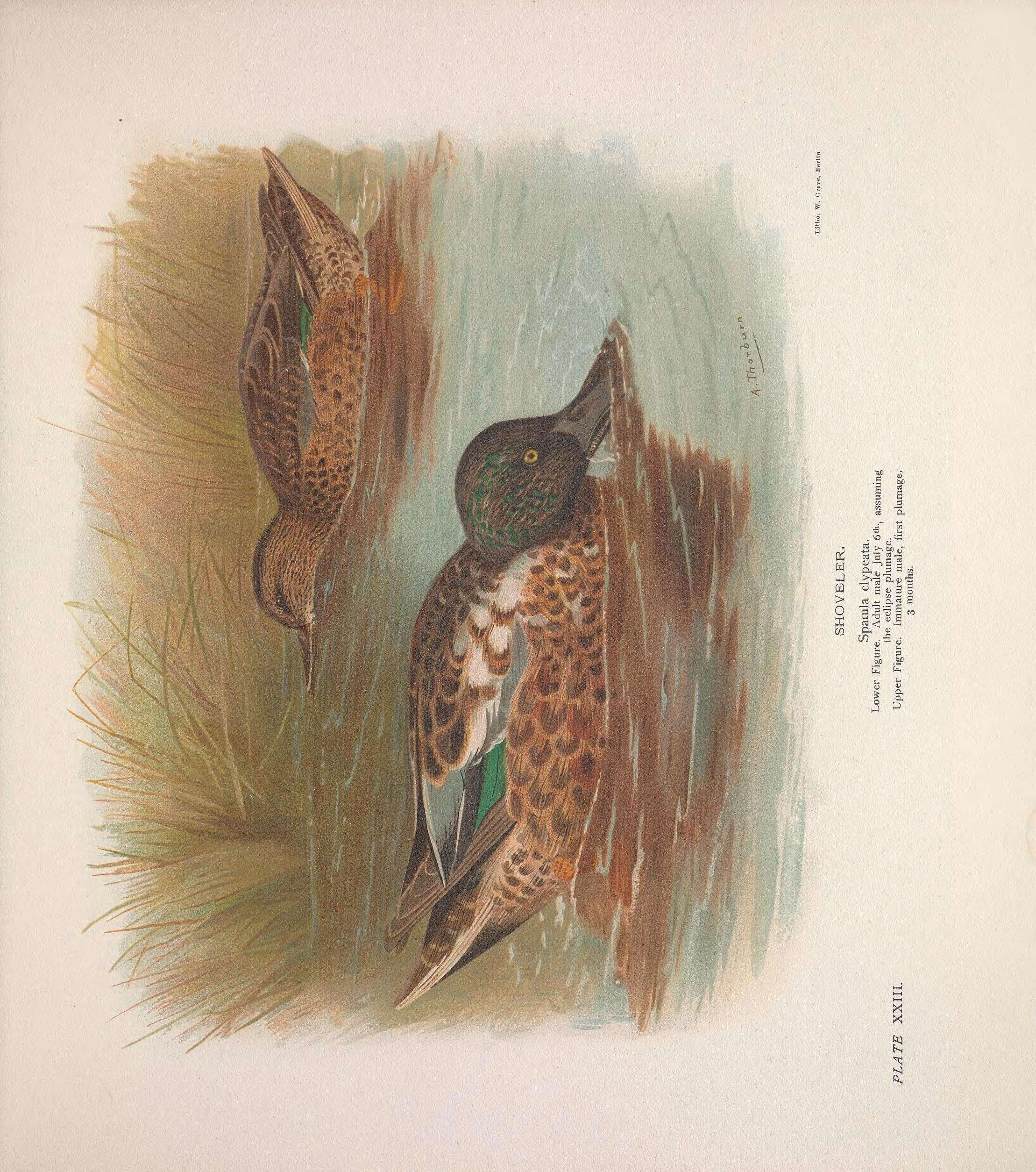 Image of Blue-winged teal