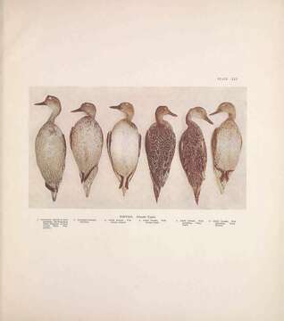 Image of pintail, northern pintail