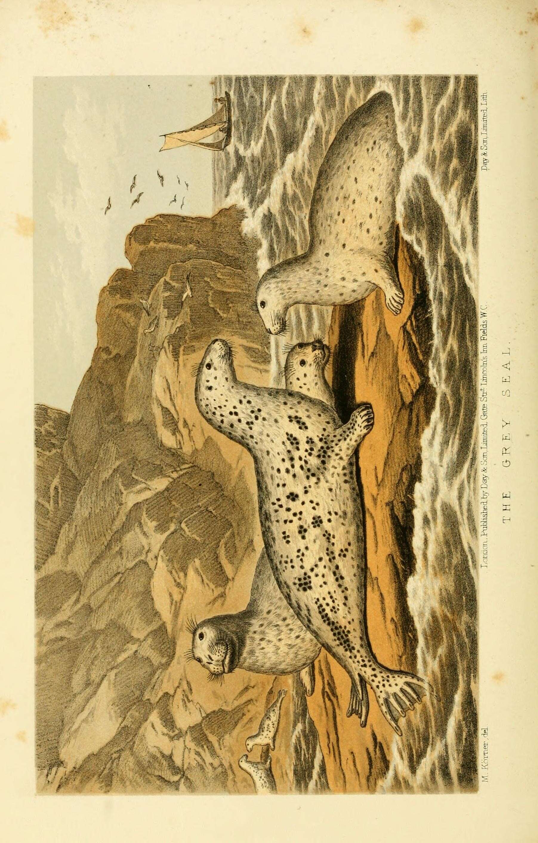 Image of Halichoerus Nilsson 1820