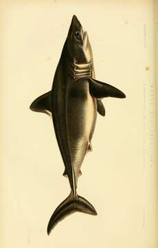 Image of Porbeagle