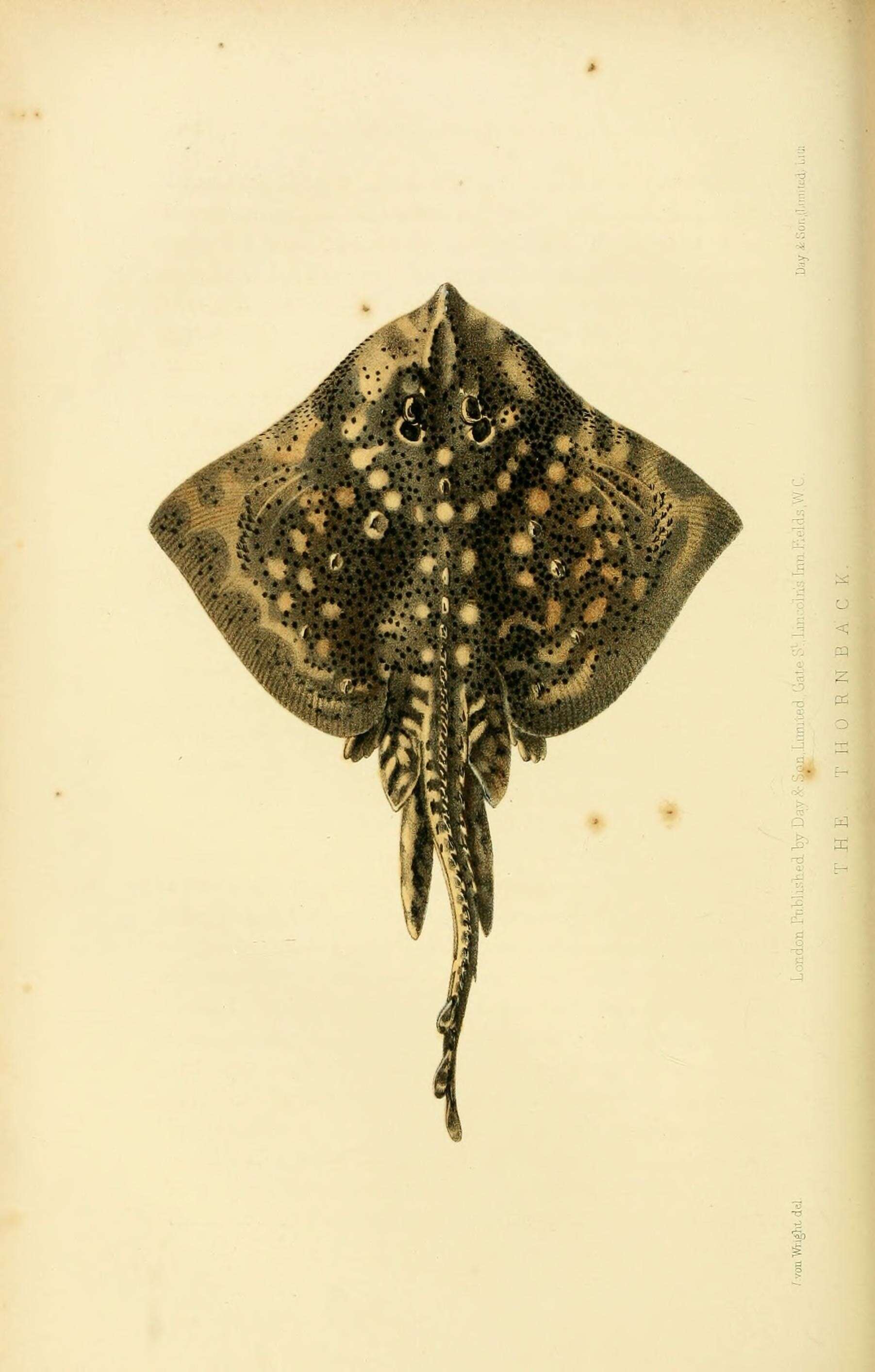 Image of Thornback skate