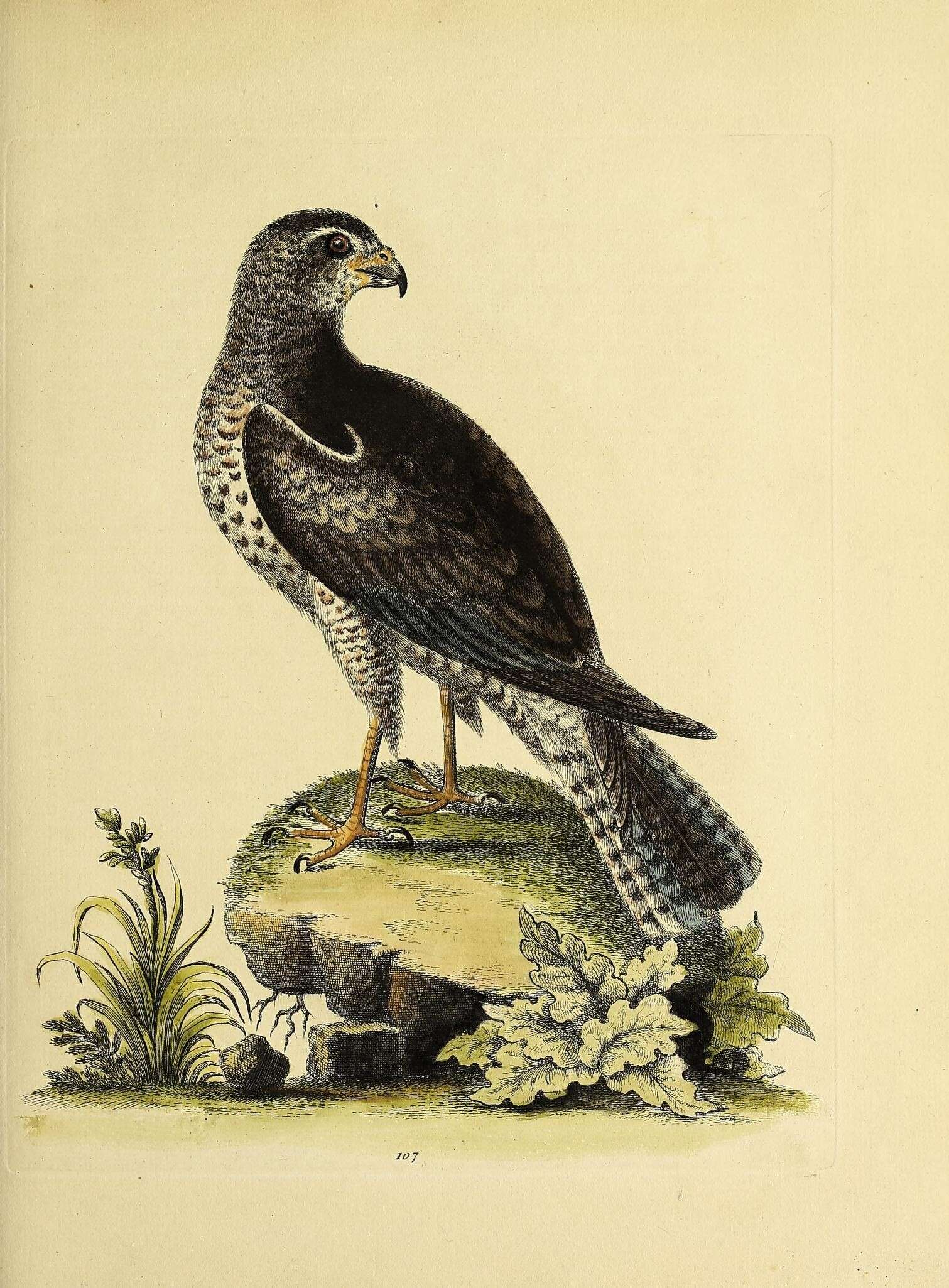 Image of Montagu's Harrier