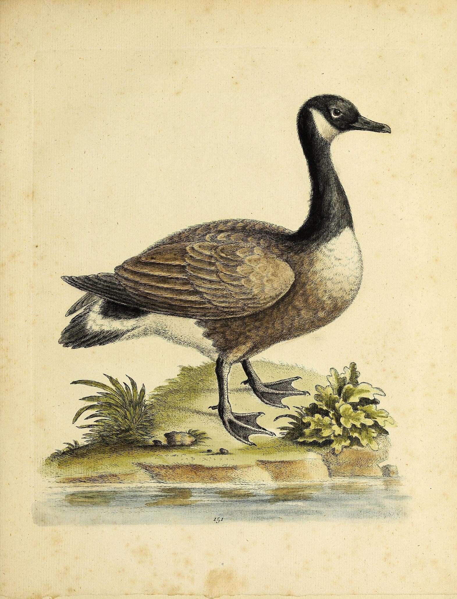 Image of Hawaiian goose