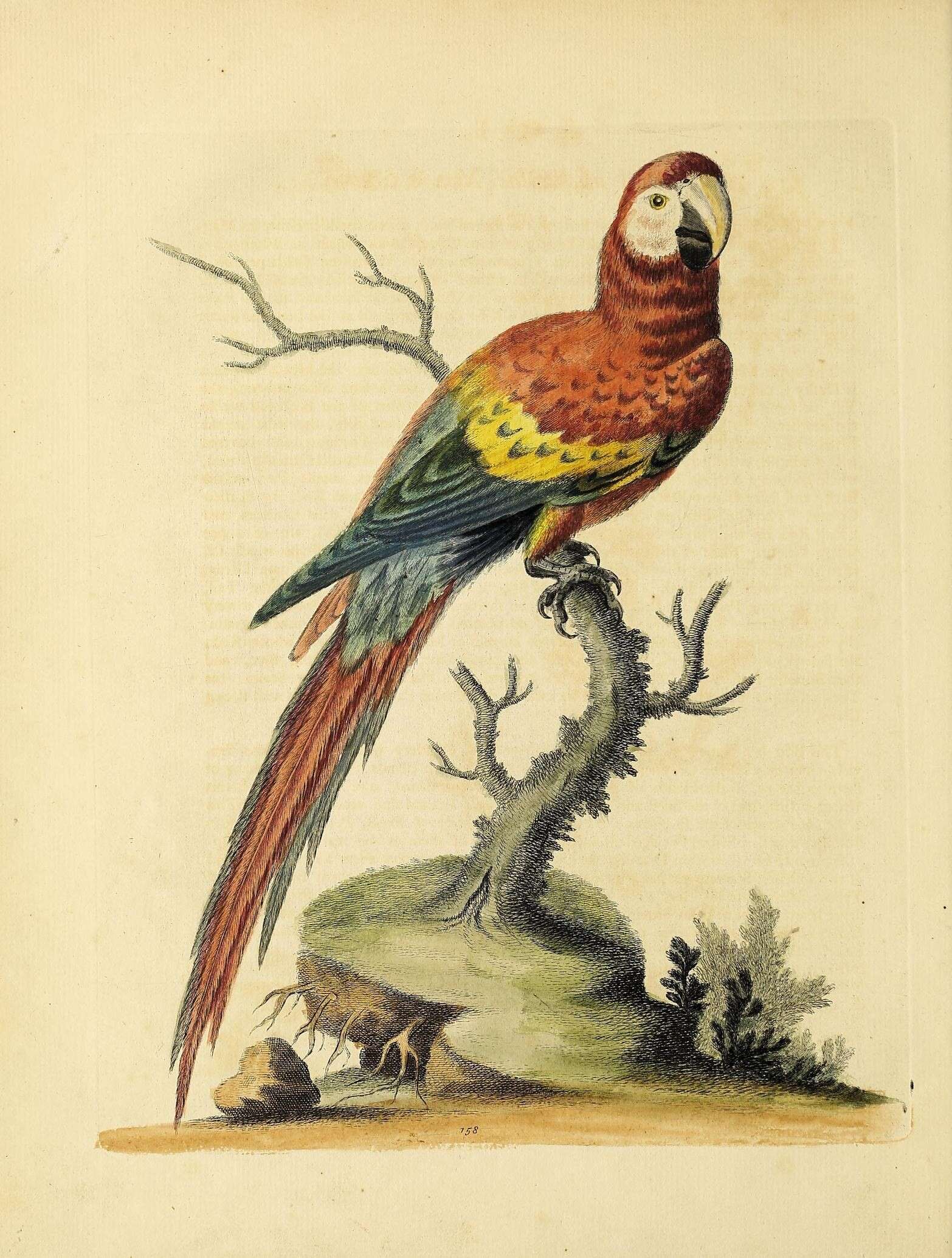 Image of Scarlet Macaw