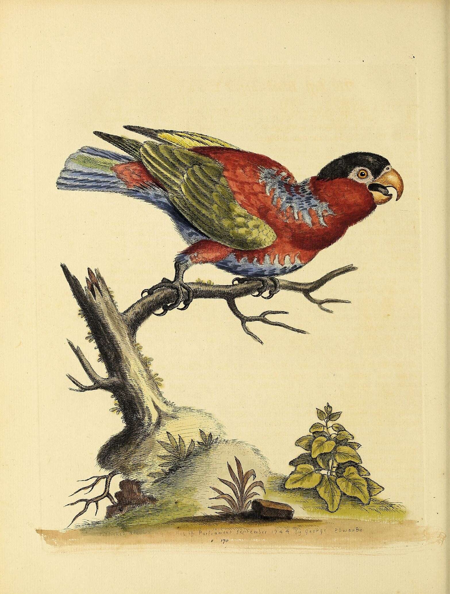 صورة Lorius lory (Linnaeus 1758)