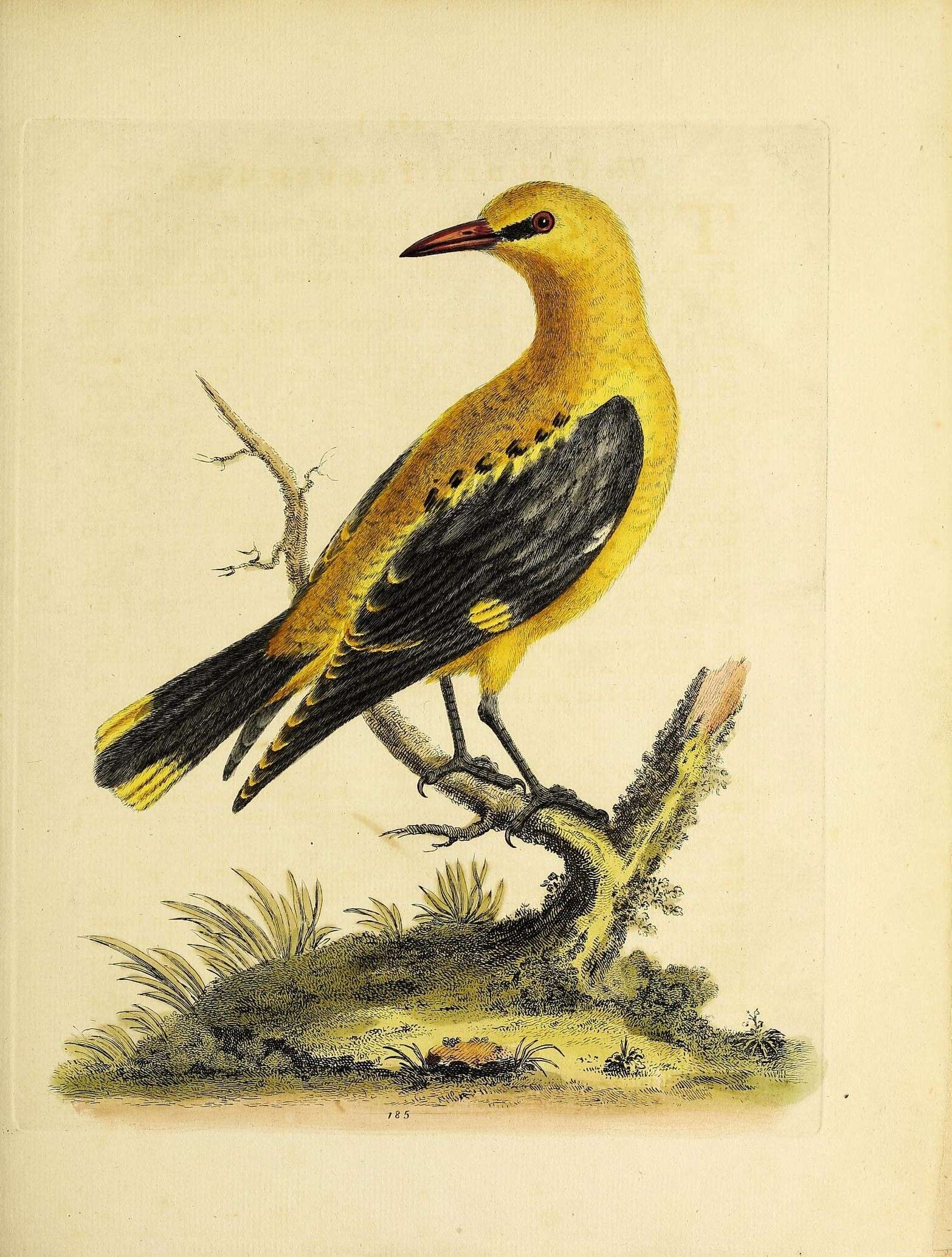 Image of Indian Golden Oriole