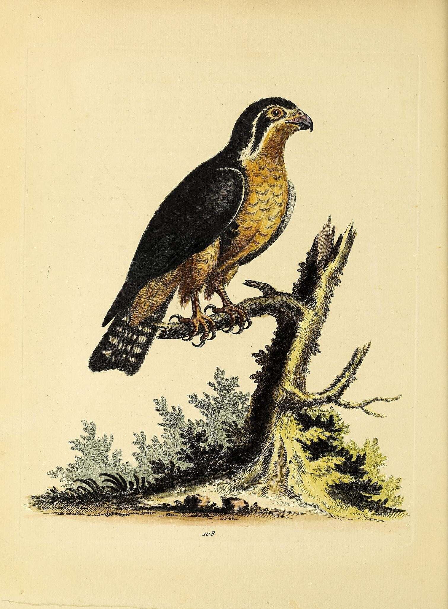 Imagem de Accipiter nisus (Linnaeus 1758)