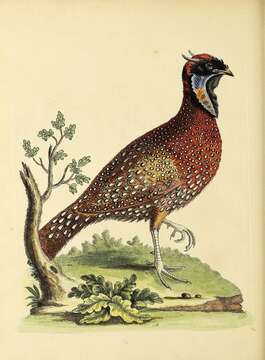 Image of Crimson Horned-pheasant