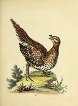 Image of Sharp-tailed Grouse