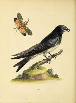 Image of Purple Martin