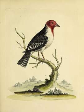 Image of Red-cowled Cardinal