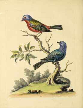 Image of Painted Bunting