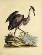 Image of Great Blue Heron