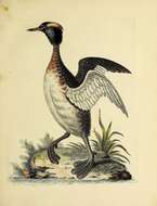 Image of Podiceps Latham 1787