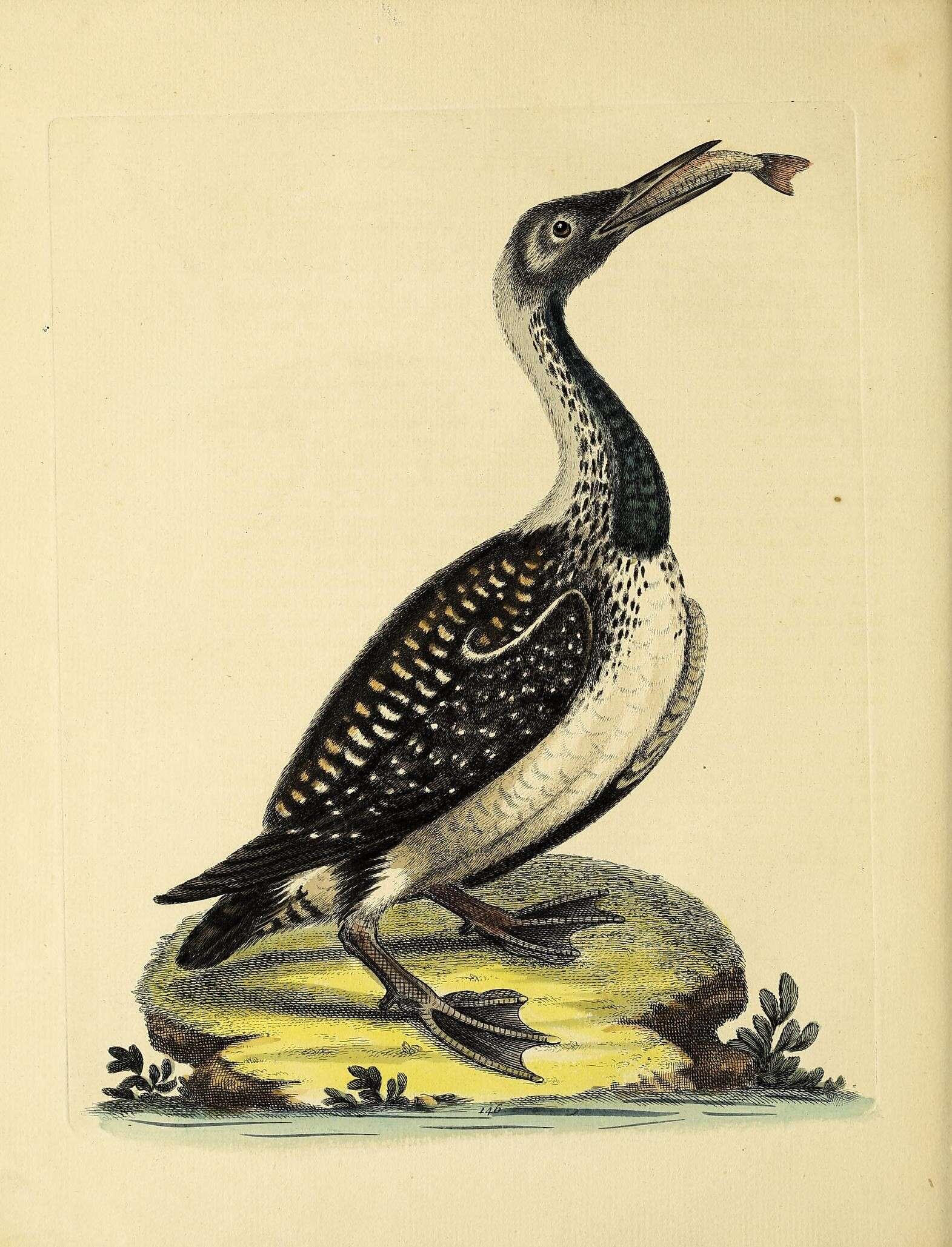 Image of loons