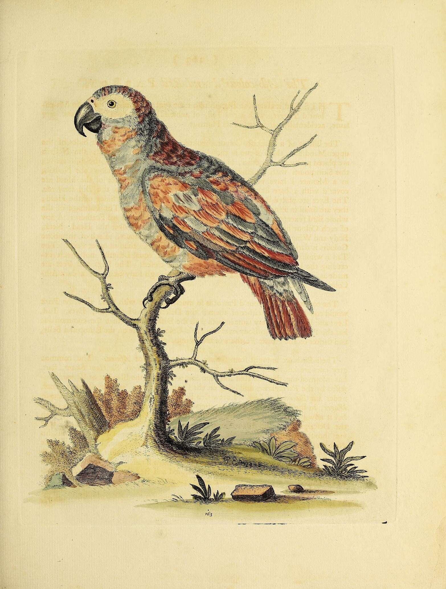 Image of Psittacus Linnaeus 1758