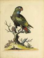 Image of Red-billed Parrot