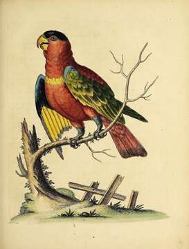 صورة Lorius lory (Linnaeus 1758)