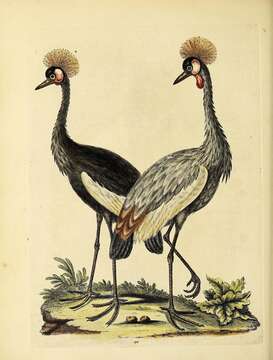 Image of Grey Crowned Crane