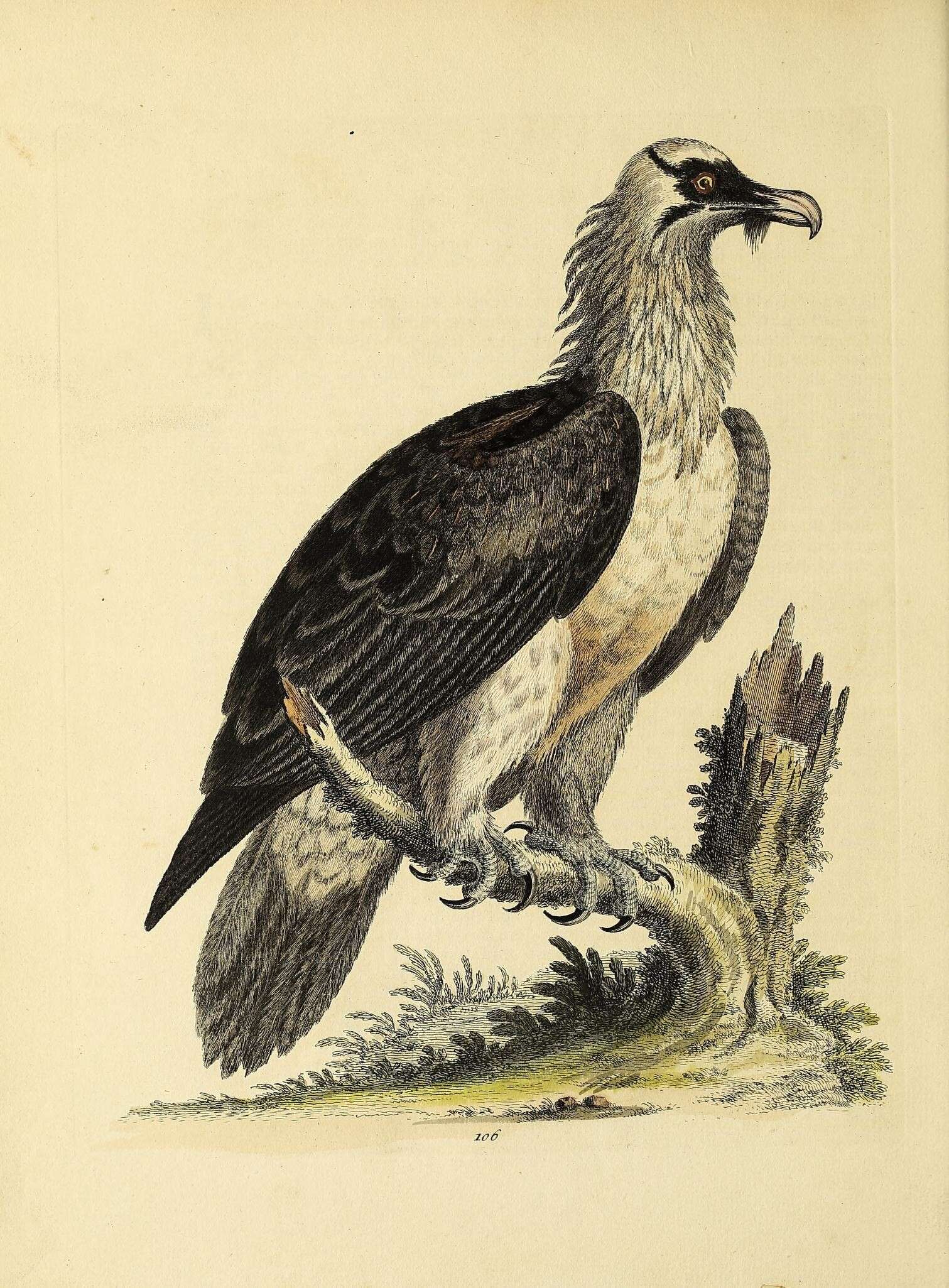 Image de Gypaetus Storr 1784