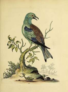 Image of Indian Roller