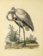 Image of Whooping Crane