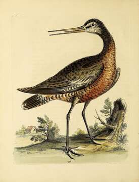 Image of Bar-tailed Godwit