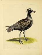 Image of American Golden Plover