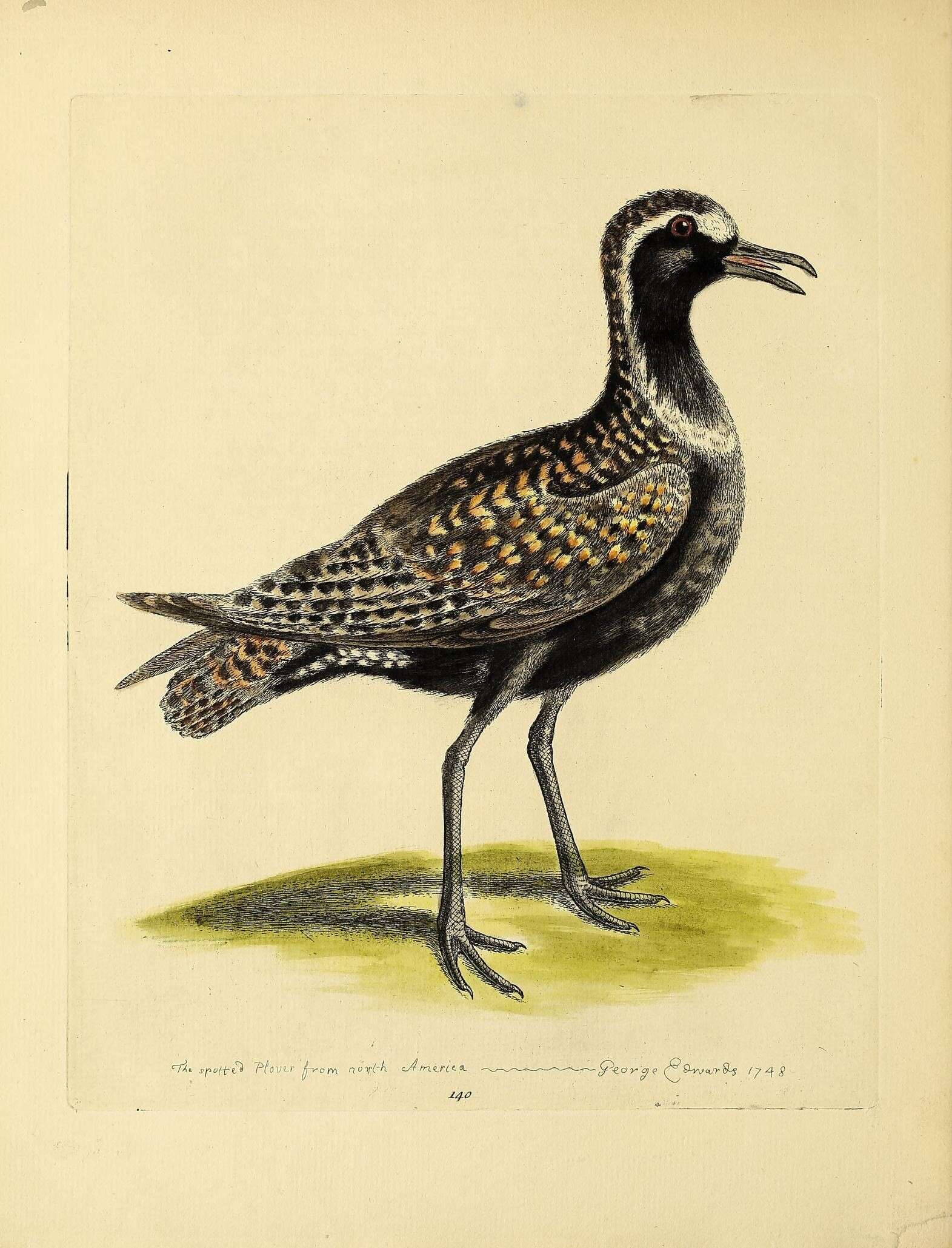 Image of American Golden Plover