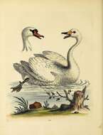 Image of Whooper Swan