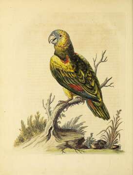 Image of Yellow-billed Amazon