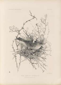 Image of Dunnock