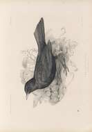 Image of Blackbird