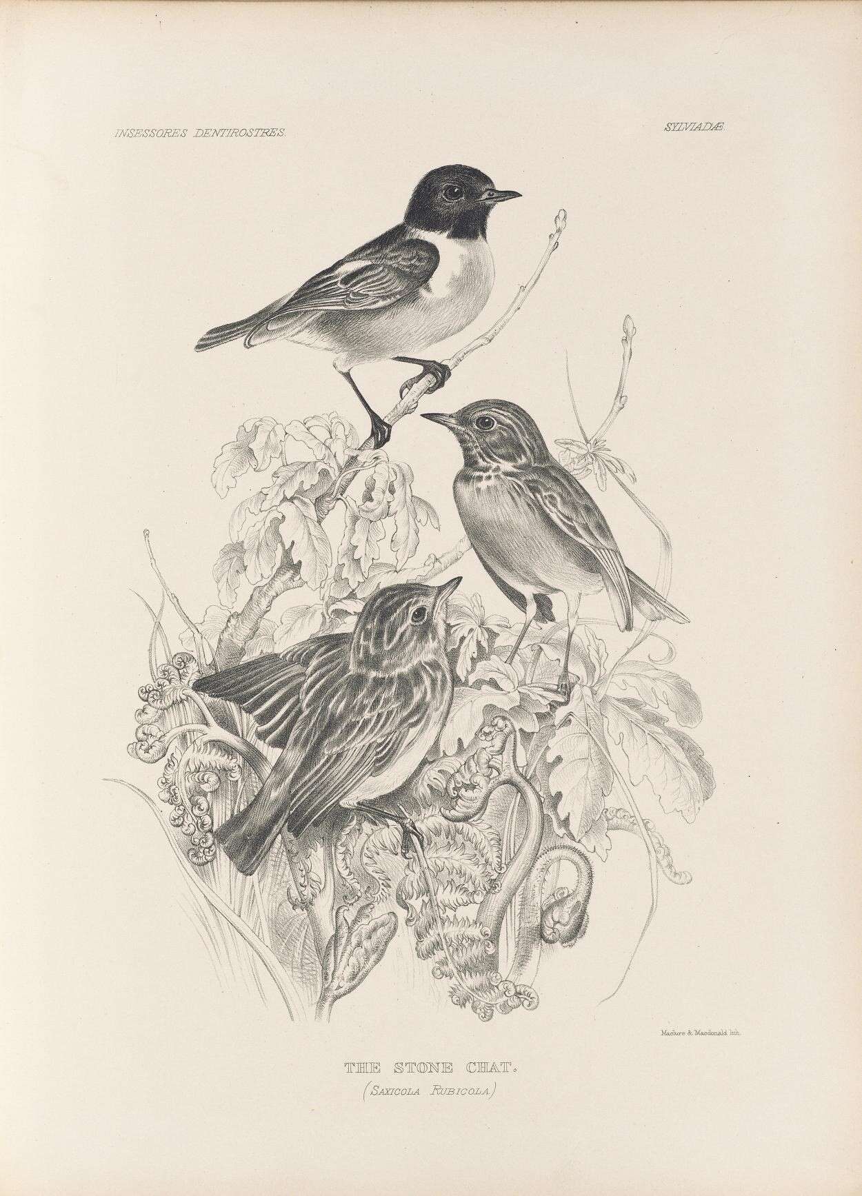 Image of European Stonechat