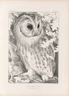 Image of Tawny Owl