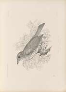 Image of Song Thrush