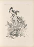 Image of Whinchat