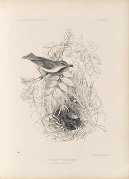 Image of Willow Warbler