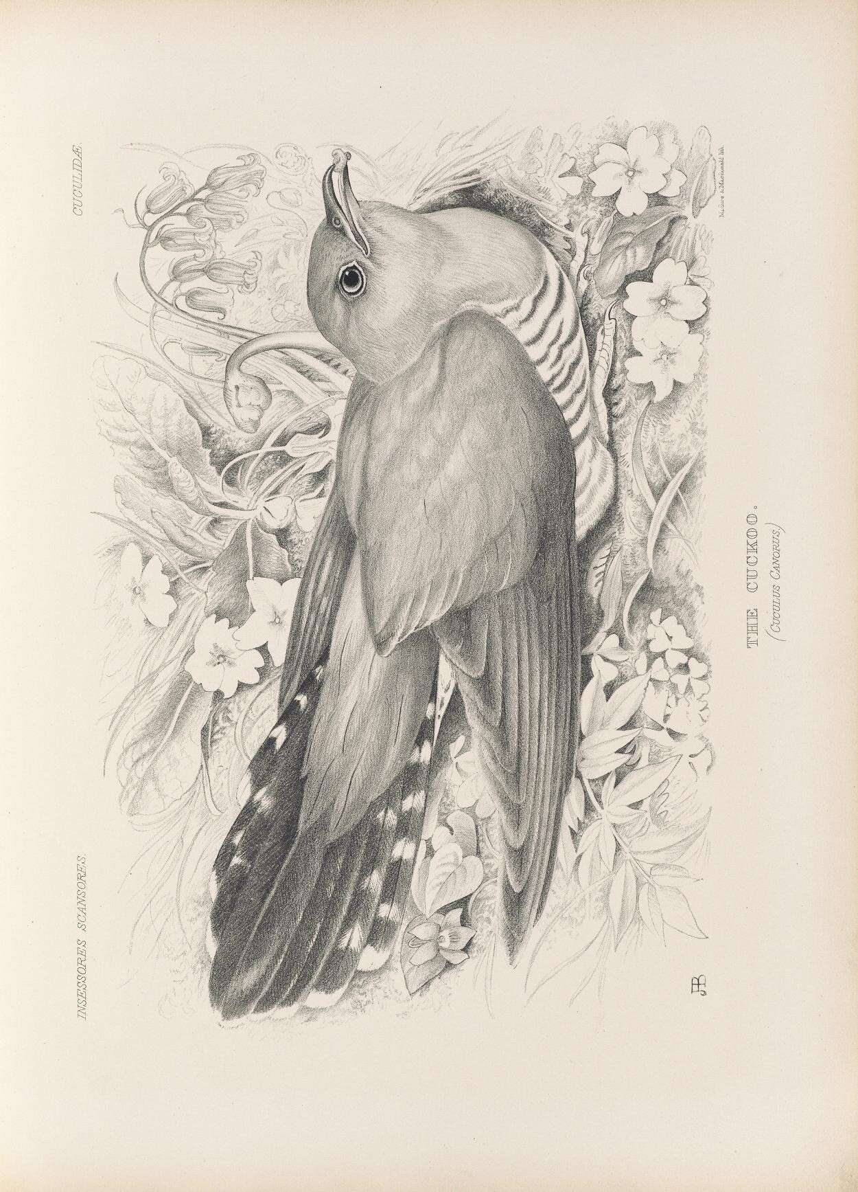 Image of Common Cuckoo