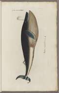 Image of Pygmy Blue Whale